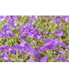 Garten-Storchschnabel - Geranium pratense 'Orion'