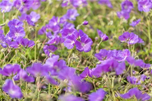 Garten-Storchschnabel - Geranium pratense 'Orion'