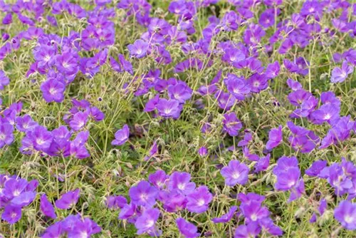 Garten-Storchschnabel - Geranium pratense 'Orion'