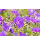 Garten-Storchschnabel - Geranium pratense 'Orion'