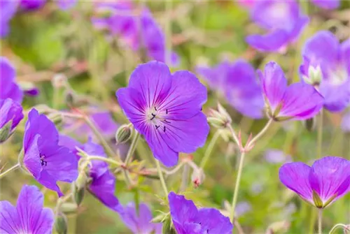 Garten-Storchschnabel - Geranium pratense 'Orion'