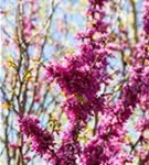 Judasbaum 'Avondale' - Cercis chinensis 'Avondale' - Formgehölze