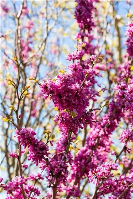 Judasbaum 'Avondale' - Cercis chinensis 'Avondale' - Formgehölze