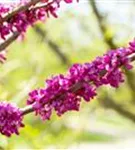 Judasbaum 'Avondale' - Cercis chinensis 'Avondale' - Formgehölze