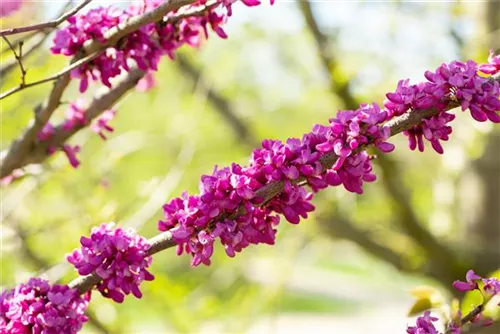 Judasbaum 'Avondale' - Cercis chinensis 'Avondale' - Formgehölze