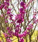 Judasbaum 'Avondale' - Cercis chinensis 'Avondale' - Formgehölze