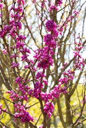 Judasbaum 'Avondale' - Cercis chinensis 'Avondale' - Formgehölze