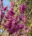 Judasbaum 'Avondale' - Cercis chinensis 'Avondale' - Formgehölze