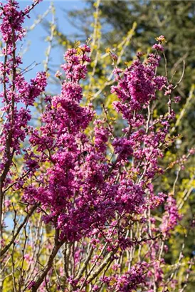 Judasbaum 'Avondale' - Cercis chinensis 'Avondale' - Formgehölze