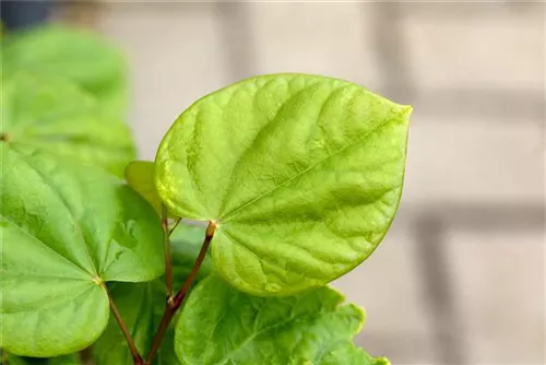 Judasbaum 'Avondale' - Cercis chinensis 'Avondale' - Formgehölze