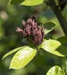 Gewürzstrauch floridus - Calycanthus floridus