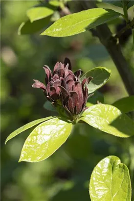 Gewürzstrauch floridus - Calycanthus floridus