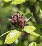 Gewürzstrauch floridus - Calycanthus floridus