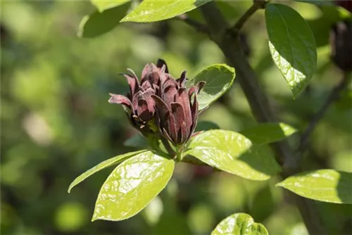 Gewürzstrauch floridus - Calycanthus floridus