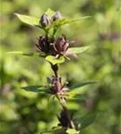 Gewürzstrauch floridus - Calycanthus floridus