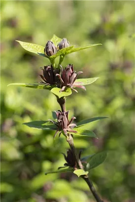 Gewürzstrauch floridus - Calycanthus floridus