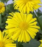 Garten-Gämswurz - Doronicum orientale 'Magnificum'