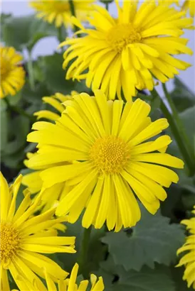 Garten-Gämswurz - Doronicum orientale 'Magnificum'