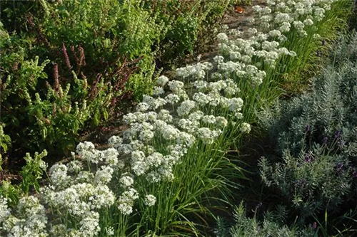 Schnitt-Knoblauch - Allium tuberosum