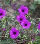 Aschgrauer Garten-Storchschnabel - Geranium cinereum subcaulesc.'Giuseppii'