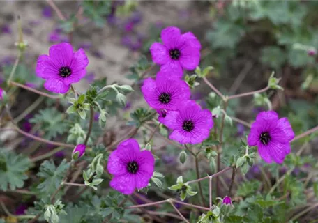 Geranium cinereum subcaulesc.'Giuseppii' - Aschgrauer Garten-Storchschnabel