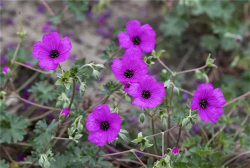 Aschgrauer Garten-Storchschnabel - Geranium cinereum subcaulesc.'Giuseppii'