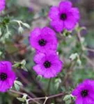 Aschgrauer Garten-Storchschnabel - Geranium cinereum subcaulesc.'Giuseppii'