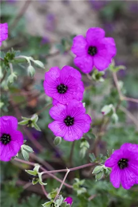 Aschgrauer Garten-Storchschnabel - Geranium cinereum subcaulesc.'Giuseppii'