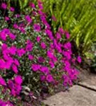 Aschgrauer Garten-Storchschnabel - Geranium cinereum subcaulesc.'Giuseppii'