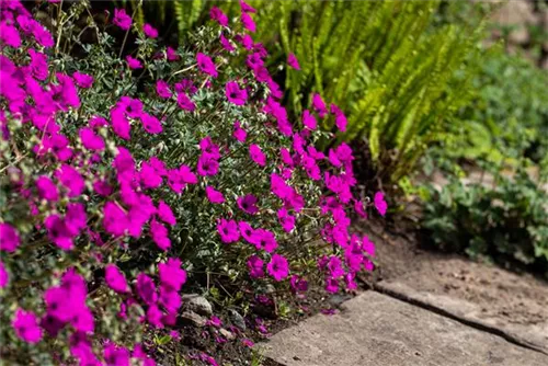 Aschgrauer Garten-Storchschnabel - Geranium cinereum subcaulesc.'Giuseppii'