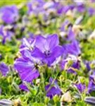 Niedrige Garten-Glockenblume - Campanula carp.'Blaue Clips'