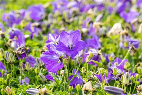 Niedrige Garten-Glockenblume - Campanula carp.'Blaue Clips'