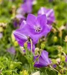 Niedrige Garten-Glockenblume - Campanula carp.'Blaue Clips'