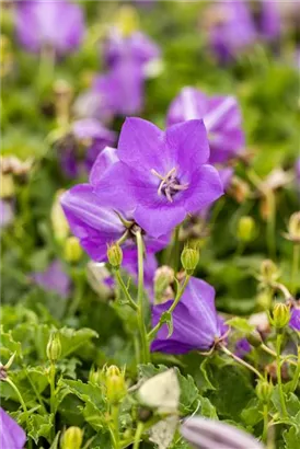 Niedrige Garten-Glockenblume - Campanula carp.'Blaue Clips'