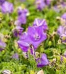 Niedrige Garten-Glockenblume - Campanula carp.'Blaue Clips'