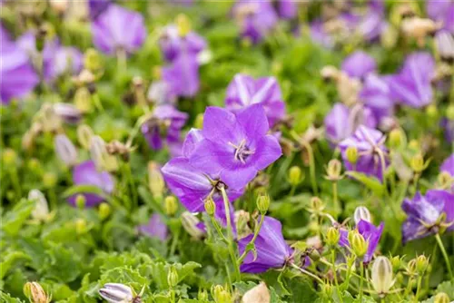 Niedrige Garten-Glockenblume - Campanula carp.'Blaue Clips'