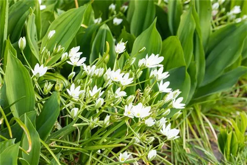 Bär-Lauch - Allium ursinum