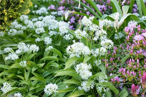 Bär-Lauch - Allium ursinum