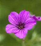 Garten-Storchschnabel - Geranium psilostemon 'Patricia'