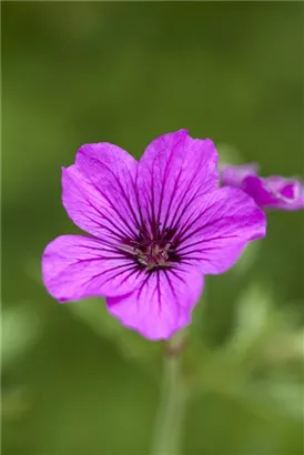 Garten-Storchschnabel - Geranium psilostemon 'Patricia'