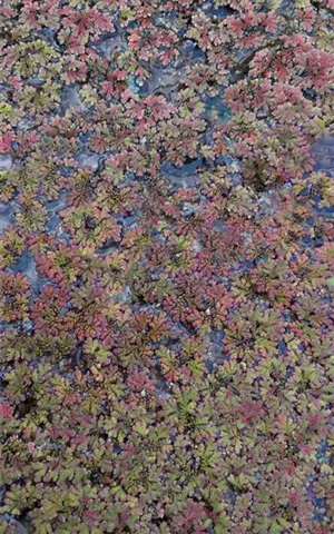 Azolla caroliniana