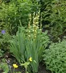 Mediterrane Junkerlilie - Asphodeline lutea