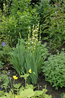 Mediterrane Junkerlilie - Asphodeline lutea