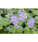 Garten-Storchschnabel - Geranium renardii 'Terre Franche'