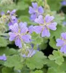 Kaukasus-Storchschnabel - Geranium renardii