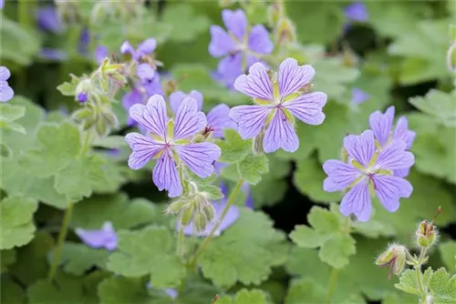 Kaukasus-Storchschnabel - Geranium renardii