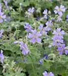 Kaukasus-Storchschnabel - Geranium renardii