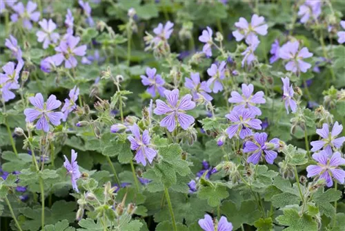 Kaukasus-Storchschnabel - Geranium renardii