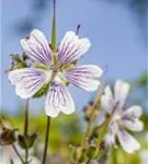 Kaukasus-Storchschnabel - Geranium renardii