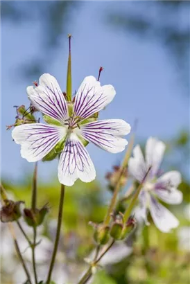 Kaukasus-Storchschnabel - Geranium renardii